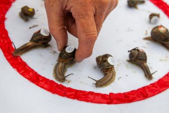 Get Ready to Cheer: The Thrilling World of Championship Snail Racing at a Mind-Blowing 0.006 M.P.H.!