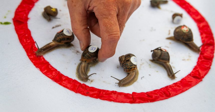 Get Ready to Cheer: The Thrilling World of Championship Snail Racing at a Mind-Blowing 0.006 M.P.H.!