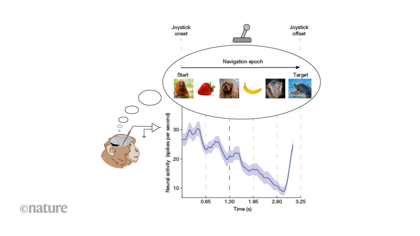 Unlocking the Mind: How Monkeys Navigate Using Mental Maps Without Senses!