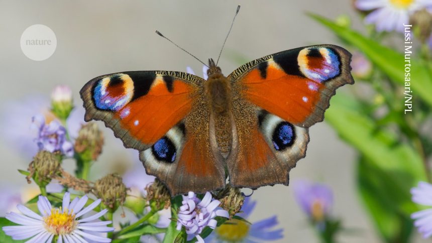 Electric Butterflies: Nature’s Pollen-Catching Powerhouses!