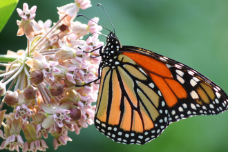 Join the Movement: Simple Ways You Can Save Monarch Butterflies!