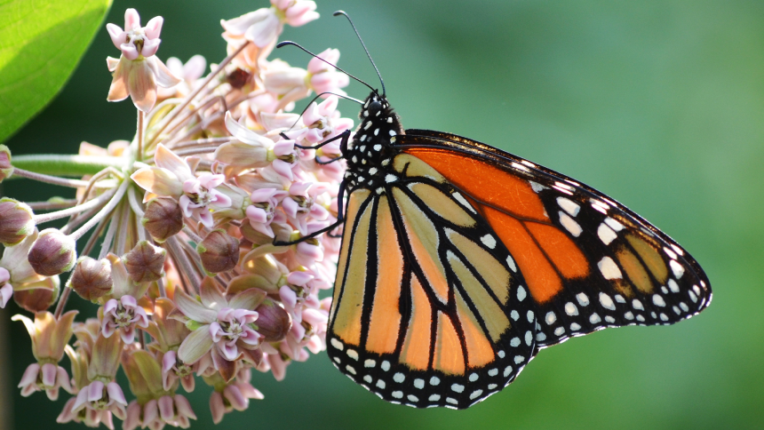 Join the Movement: Simple Ways You Can Save Monarch Butterflies!