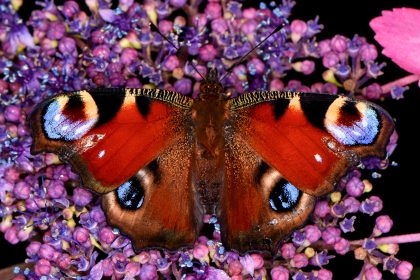 How Static Electricity Could Revolutionize Pollen Gathering for Butterflies and Moths!