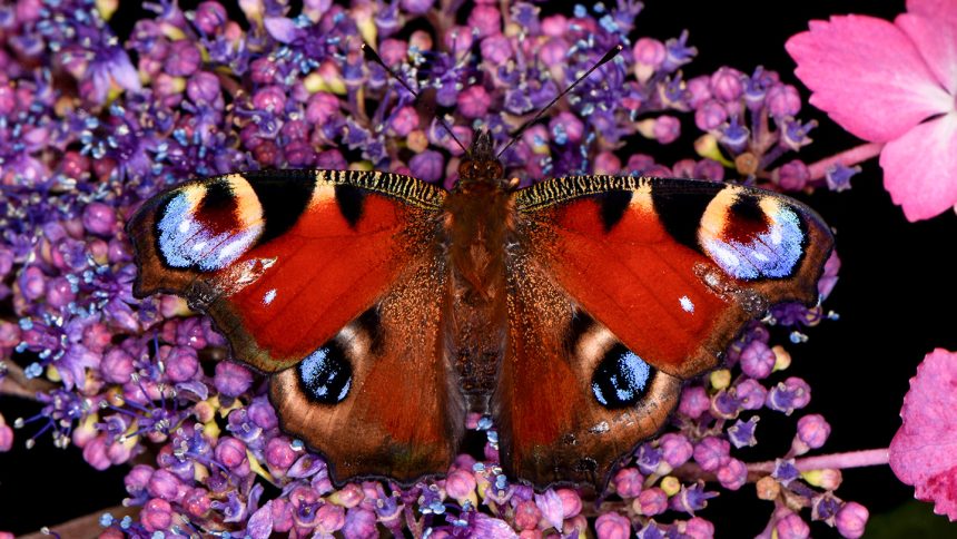 How Static Electricity Could Revolutionize Pollen Gathering for Butterflies and Moths!