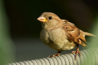 How a Fearless Immune System Fuels House Sparrows’ Adventurous Spirit!