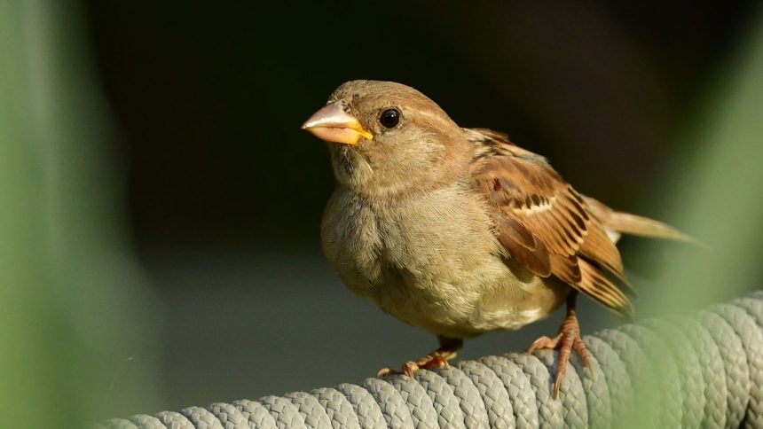 How a Fearless Immune System Fuels House Sparrows’ Adventurous Spirit!