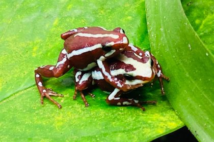 Unlocking the Secrets of Love: How Pheromone Fingers Facilitate Mating in Poison Frogs!