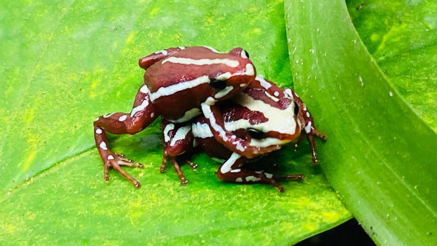 Unlocking the Secrets of Love: How Pheromone Fingers Facilitate Mating in Poison Frogs!