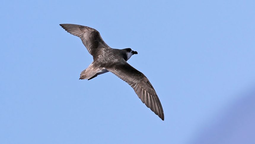 Braving the Storm: The Fearless Journey of a Small Seabird Towards Cyclones