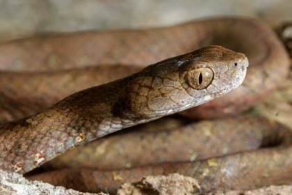 Unveiling the Origins: A Fascinating New Chapter for Hundreds of Snake Species!