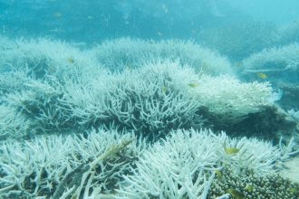 Alarming Heatwaves: How Record Coral Sea Temperatures Endanger the Great Barrier Reef