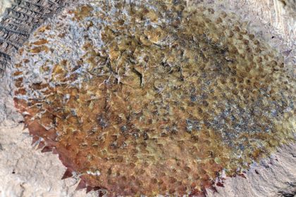 Unearthing the Past: Discover the Fascinating Spiky Fossil of Early Mollusks!