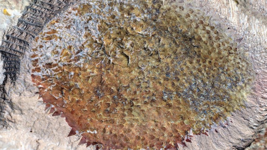 Unearthing the Past: Discover the Fascinating Spiky Fossil of Early Mollusks!