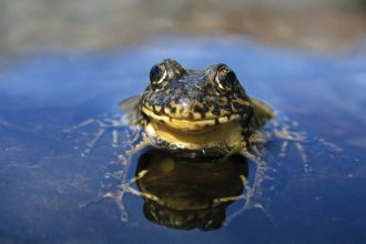 From Frog to Fighter: How One Species’ Battle Against a Fungal Pandemic Sparks Hope for Wildlife Everywhere