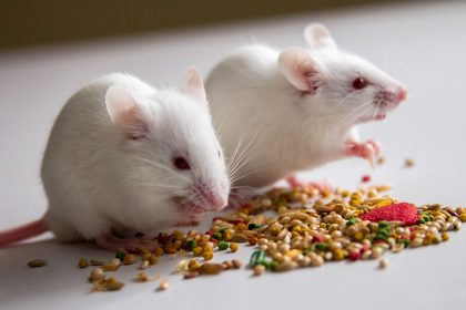 Groundbreaking Discovery: Hunger Protein Reverses Anorexia Symptoms in Mice!