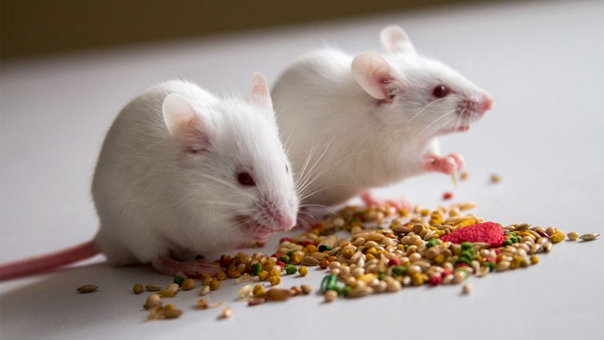 Groundbreaking Discovery: Hunger Protein Reverses Anorexia Symptoms in Mice!