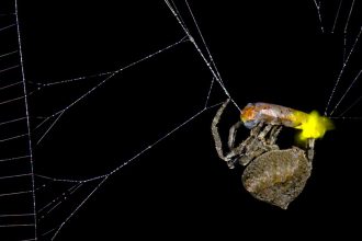 How This Ingenious Spider Uses Fireflies as Bait to Attract Dinner!