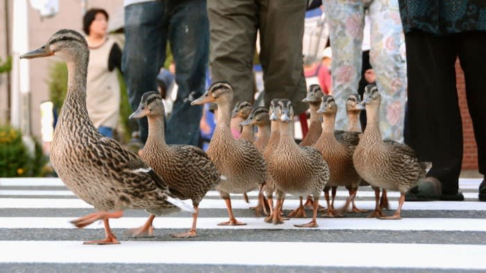 Urban Birds: The Unexpected Spreaders of Drug-Resistant ‘Superbugs’ Revealed by New Research!