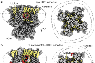 Unlocking Hope: How Propofol Revives Voltage-Dependent Function in HCN1 Channel Epilepsy Mutants