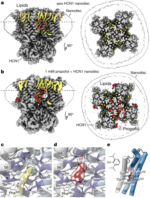 Unlocking Hope: How Propofol Revives Voltage-Dependent Function in HCN1 Channel Epilepsy Mutants