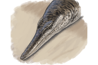 Meet the Ancient Crocodile That Resembled a Dolphin: A Fascinating Prehistoric Twist!