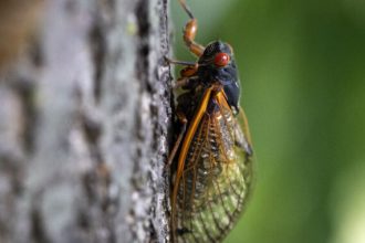 Illinois Faces a Cicada Crisis: The Surge of Cicada-Eating Mites Has Residents on Edge!