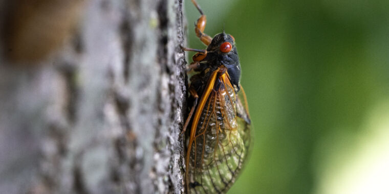 Illinois Faces a Cicada Crisis: The Surge of Cicada-Eating Mites Has Residents on Edge!