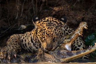 Unleash the Wild: Jaw-Dropping Moments with a Skull-Shattering Jaguar and a ‘David Bowie’ Spider in 2024’s Wildlife Photographer of the Year Preview!