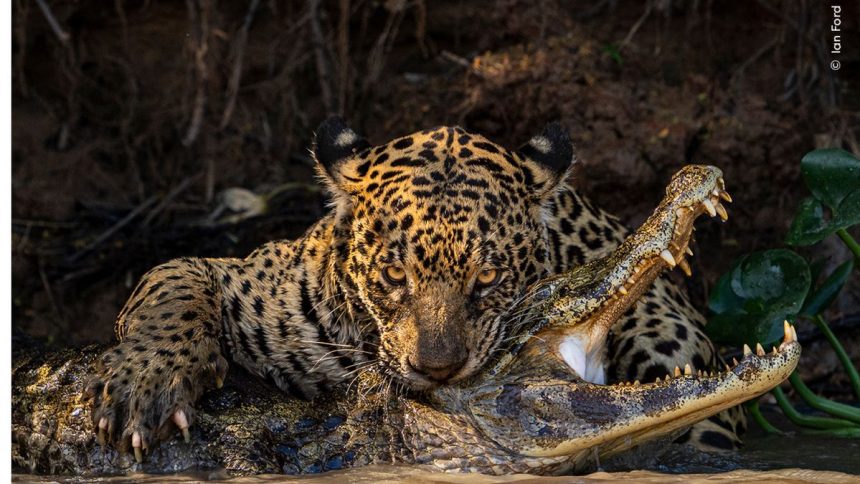 Unleash the Wild: Jaw-Dropping Moments with a Skull-Shattering Jaguar and a ‘David Bowie’ Spider in 2024’s Wildlife Photographer of the Year Preview!