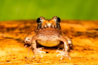 Revolutionary Romance: How Charles Darwin’s Frogs are Redefining Mating Rituals!