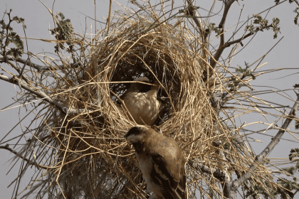 Discover the Fascinating Culture of Birds Through Their Unique Nests!