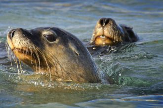 Underwater Wonders: How Sea Lion Camera Crews are Revolutionizing Seabed Mapping!