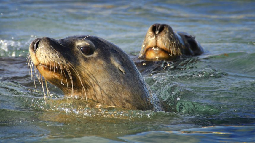 Underwater Wonders: How Sea Lion Camera Crews are Revolutionizing Seabed Mapping!