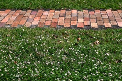 Is a Clover Lawn the Eco-Friendly Choice You Need? Discover the Advantages and Drawbacks!