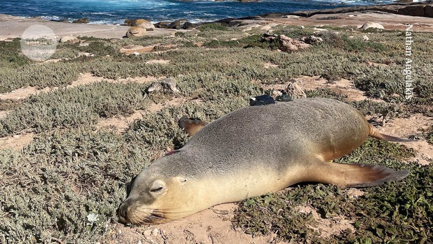 Sea Lions with Cameras: Unveiling the Secrets of the Ocean’s Uncharted Depths!