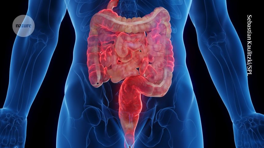 Unlocking the Secrets of Inflammatory Bowel Disease: A Promising Path to Revolutionary Therapies