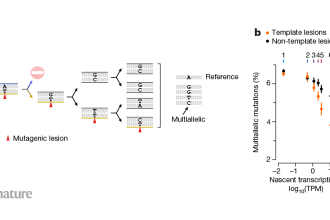 Unlocking the Secrets of DNA: How Strands Balance Damage Tolerance with Uneven Repair Efficiency