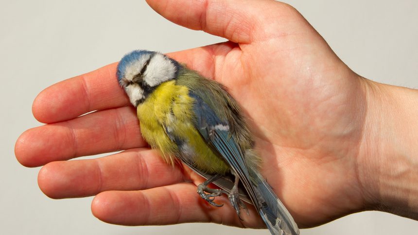 Shocking Statistic: Over a Billion Birds May Perish Annually from Collisions with Buildings in the U.S