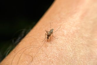 Unveiling the Science: Why Mosquitoes Can’t Get Enough of You!