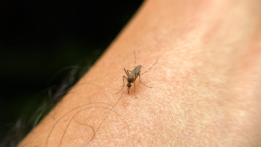 Unveiling the Science: Why Mosquitoes Can’t Get Enough of You!