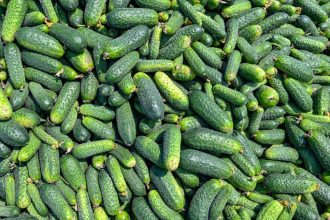 Why TikTok’s Cucumber Recipe Craze is the Ultimate Refreshing Summer Side Dish!