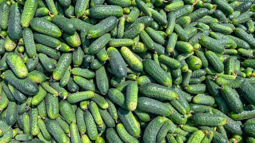 Why TikTok’s Cucumber Recipe Craze is the Ultimate Refreshing Summer Side Dish!