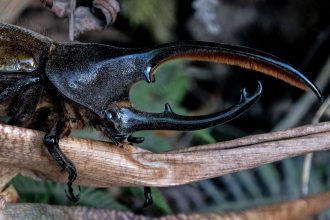 Meet the Tiny Robot That Flaps Its Wings Just Like a Rhinoceros Beetle!