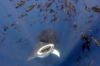 Breathtaking Perspectives: Captivating Images of Life Above and Below the Waves!