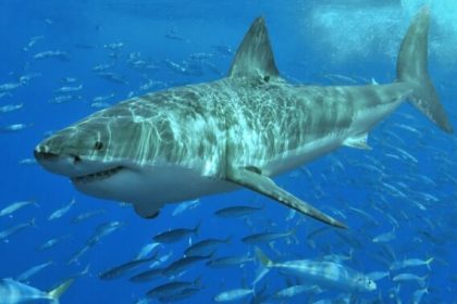 Unlocking Flight Secrets: How Great White Shark Skin Could Revolutionize Aircraft Design!