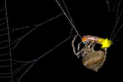 How Spiders Are Outsmarting Fireflies to Snag Their Next Meal!