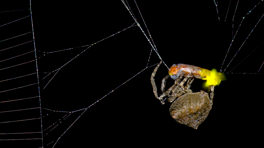 How Spiders Are Outsmarting Fireflies to Snag Their Next Meal!