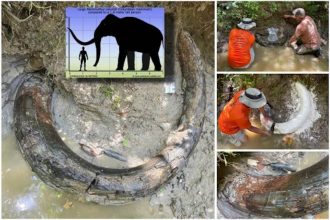 Ancient Wonder Uncovered: Massive Mammoth Tusk Emerges from Mississippi Stream!