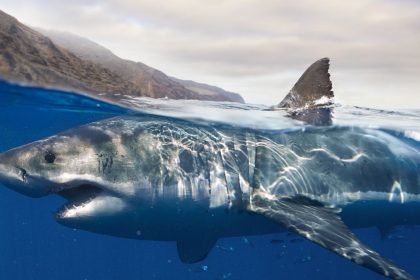 Discovering the Mystery of Great White Sharks: Three Isolated Populations and a Rare Hybrid in the Bermuda Triangle