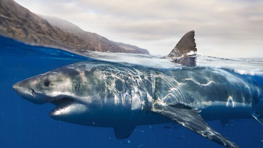 Discovering the Mystery of Great White Sharks: Three Isolated Populations and a Rare Hybrid in the Bermuda Triangle